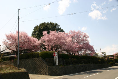 寺の桜（下黒沢）