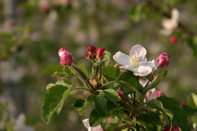 リンゴの花2