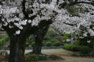 伝嗣院の桜2