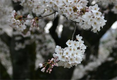 伝嗣院の桜3