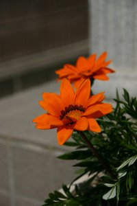玄関の花1