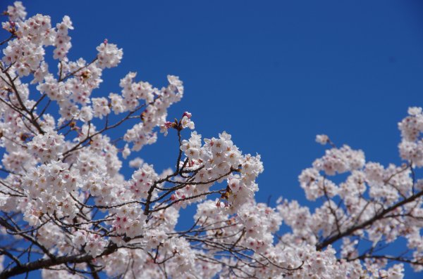 05_川辺の桜