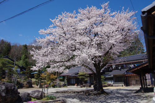 15_庭の桜