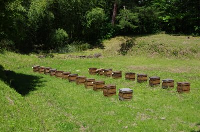 25養蜂