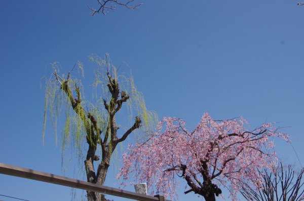24_石和駅前公園の桜と柳