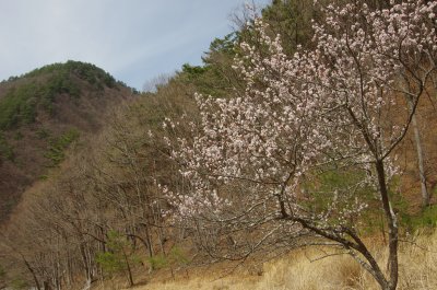 09_桜？