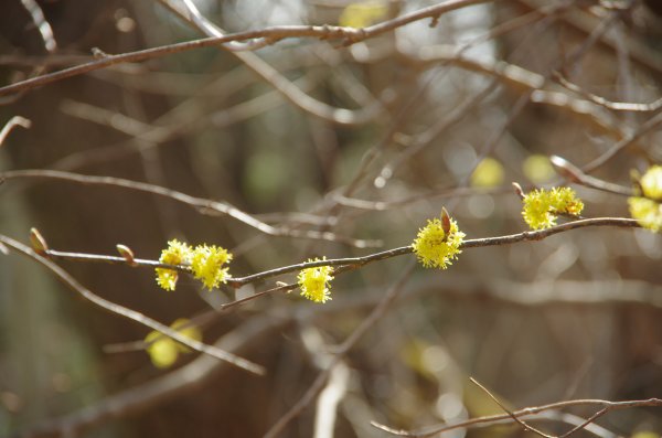 13_黄色い花