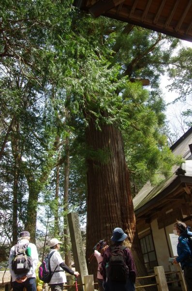 18_比志神社の大杉