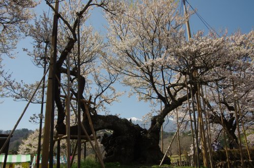 10_神代桜